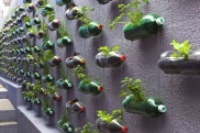 Huerta vertical en botellas plásticas