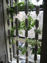 window-farms