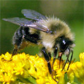 bumble-bee1-123x123