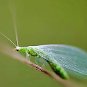 green-lacewing1-123x123