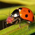 lady-beetle1-123x123