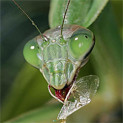 praying-mantis-crop1-123x123